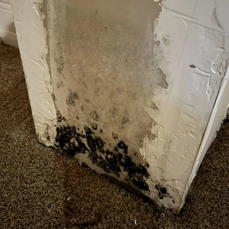 Professional Mold Removal in Cresaptown, MD